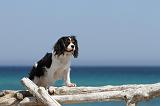 CAVALIER KING CHARLES 108